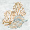 Shimmering Shells II