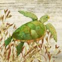 Calypso Turtles I