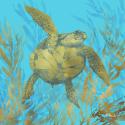 Cedar Key Turtle I