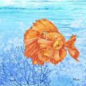 Thai Betta Fish I