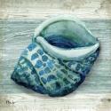 Northpoint Shells V