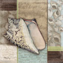 Santa Rosa Shell I