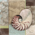 Santa Rosa Shell II