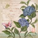 Parisian Hydrangeas II