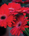 Red Gerbera Daisies I