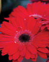 Red Gerbera Daisies II