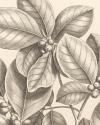 Tropical Connection I