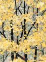 Early Spring II