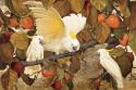 Persimmons & Cockatoos