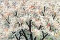 Pear Blossoms in Spring