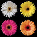 Gerbera Group I