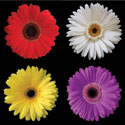 Gerbera Group II
