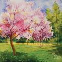 Cherry Blooms I