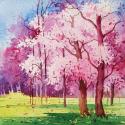 Cherry Blooms II