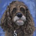 Black Cocker Spaniel