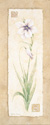 Gladiola