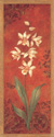 Cymbidium