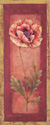 Red Door Poppy