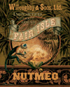 Nutmeg