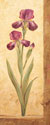 Grandiflora II