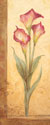 Grandiflora III