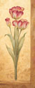 Grandiflora IV