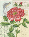 Rose Collage