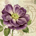Study in Purple I