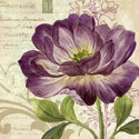 Study in Purple II