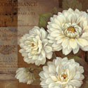 Patina Dahlia