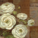 Patina Ranunculus
