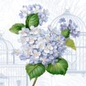 Hydrangea Cages I