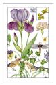 Print Botanical II