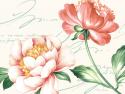 Pink Blossoms II