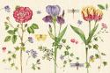 Lang of Flowers III