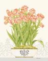 Imperial Tulips