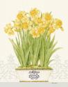 Imperial Daffodils