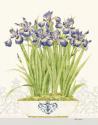 Imperial Irises