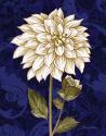 Damask Dahlia