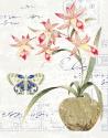 Orchid II