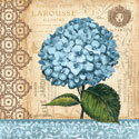Hydrangea