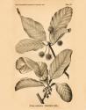 Vintage Botanical III
