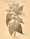 Vintage Botanical V