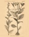 Vintage Botanical VI