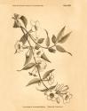Vintage Botanical VIII