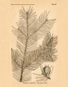 Vintage Botanical IX