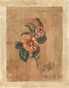 Camellia