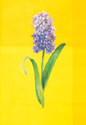 Flower on Yellow