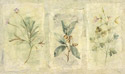 Crackle Sprigs I