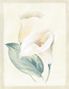 Calla Lily I